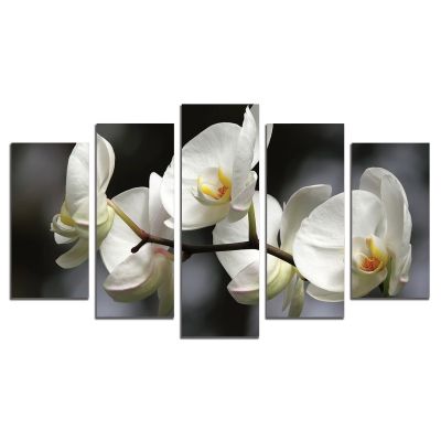 0324 Wall art decoration (set of 5 pieces) White orchids on grey background