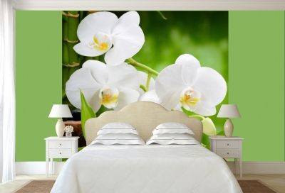 T0146 Wallpaper White orchids on green background