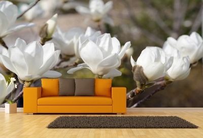 T0327 Wallpaper White magnolia