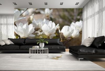 T0327 Wallpaper White magnolia