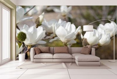 T0327 Wallpaper White magnolia