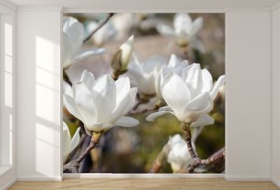 T0327 Wallpaper White magnolia